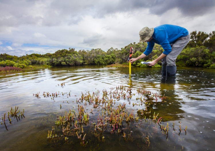 A person stands in shallow water wearing waterproof boots and a hat, holding a measuring stick and papers. Aquatic plants surround the area, with dense green vegetation in the background under a cloudy sky. The scene depicts environmental fieldwork, possibly related to wetland or water quality research.